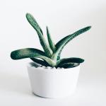 Cây Sen Đá / Succulent