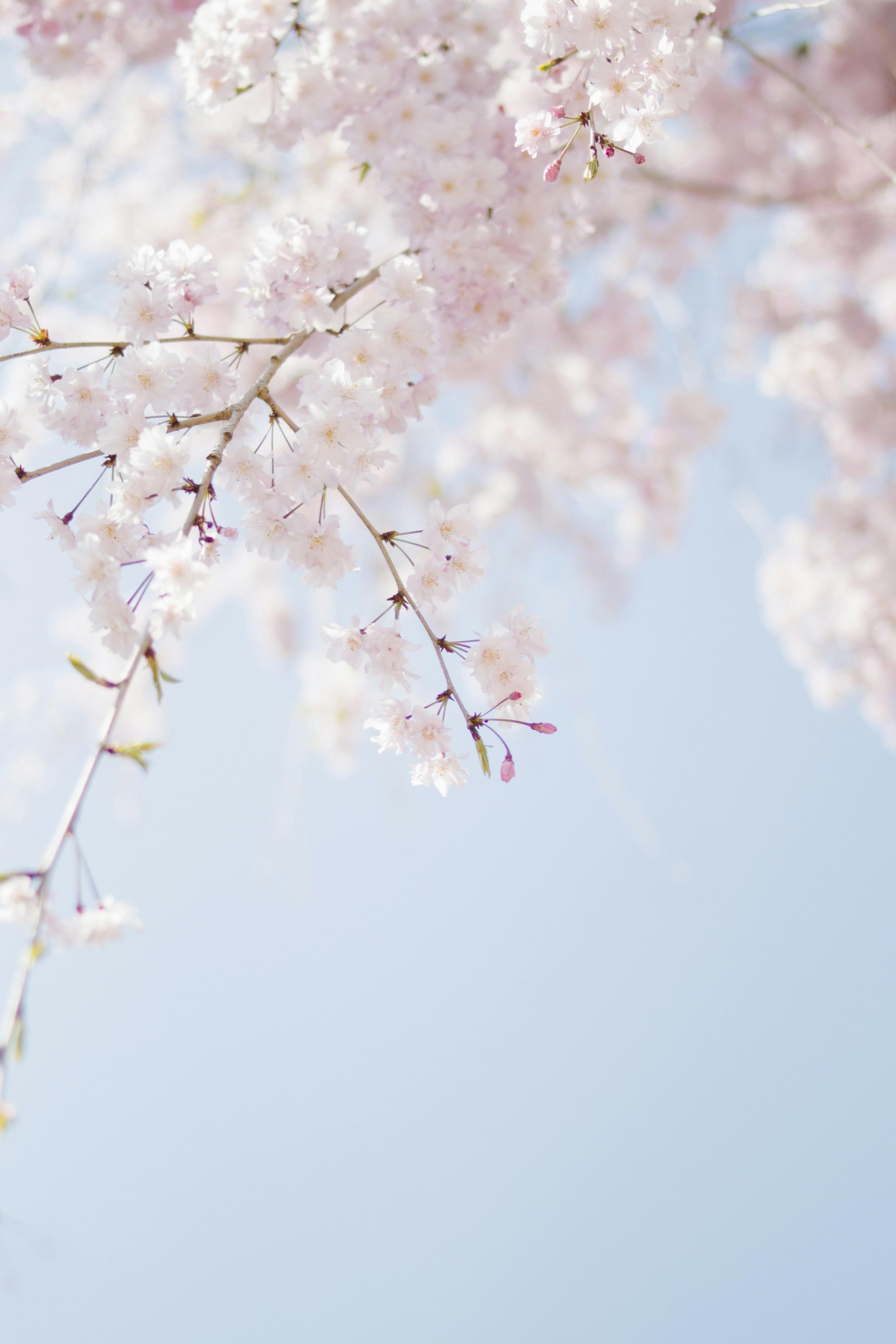 Cây Kèn Hồng / Tabebuia rosea