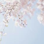 Cây Kèn Hồng / Tabebuia rosea
