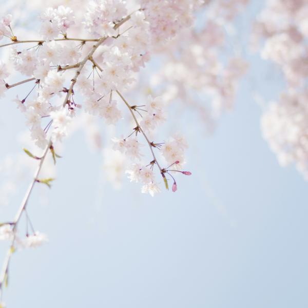 Cây Móng Bò Tím / Bauhinia purpurea