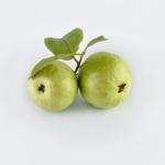 Cây Ổi Nữ Hoàng / Psidium guajava