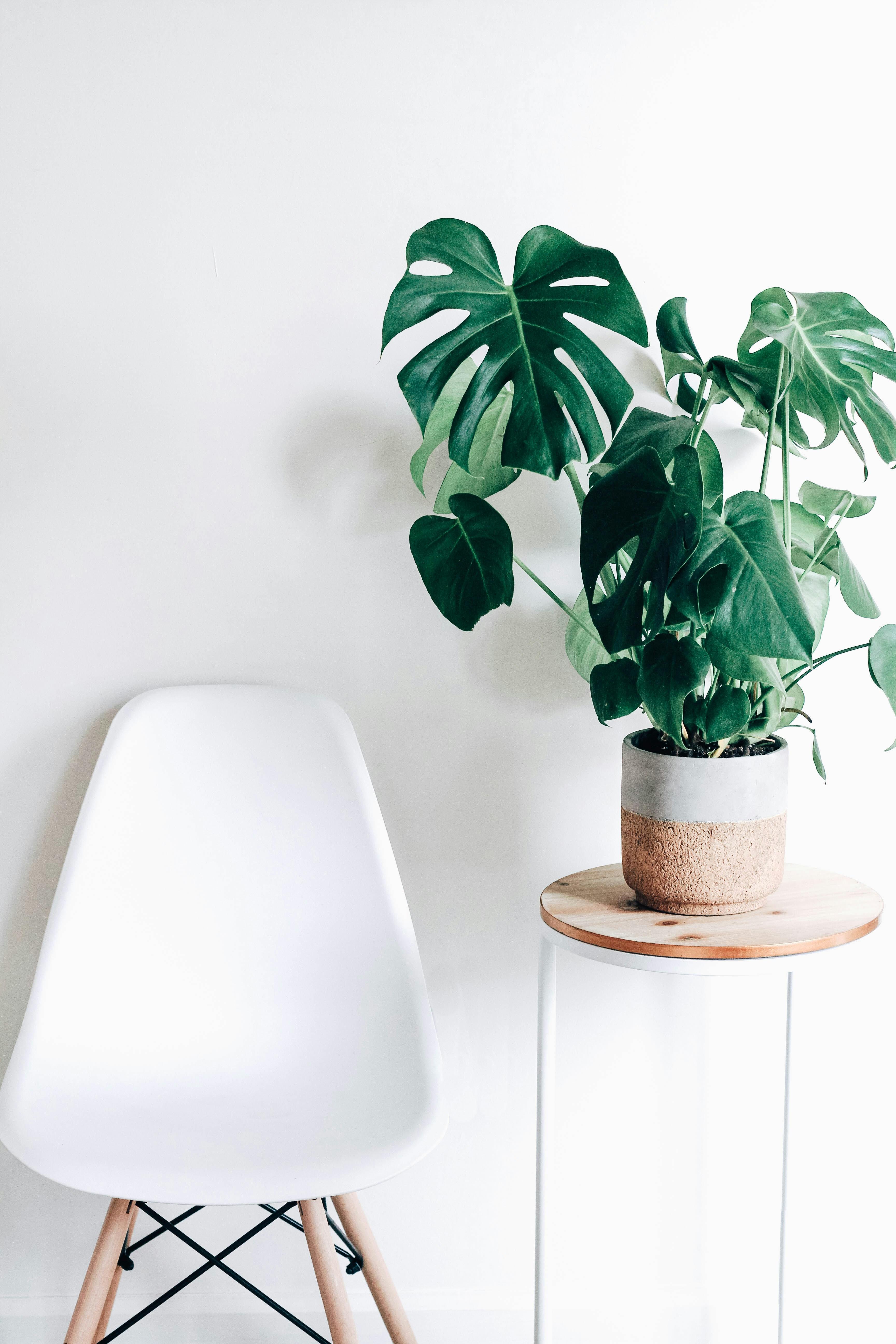 Cây Cẩm Nhung / Fittonia albivenis