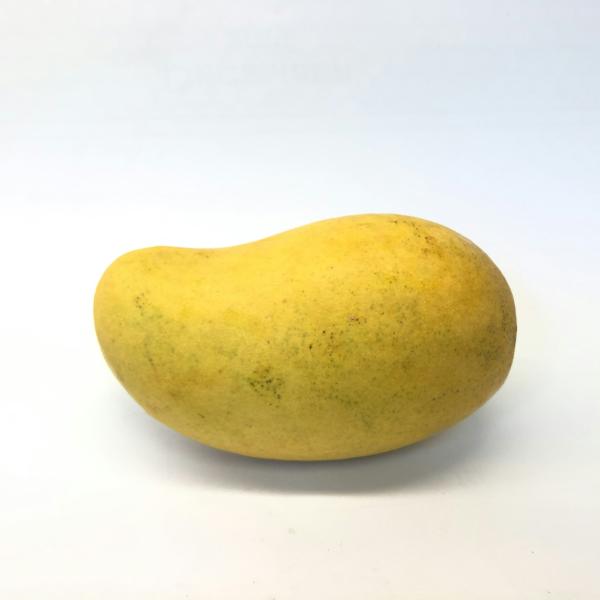 Cây Xoài Cát Hòa Lộc / Mangifera indica
