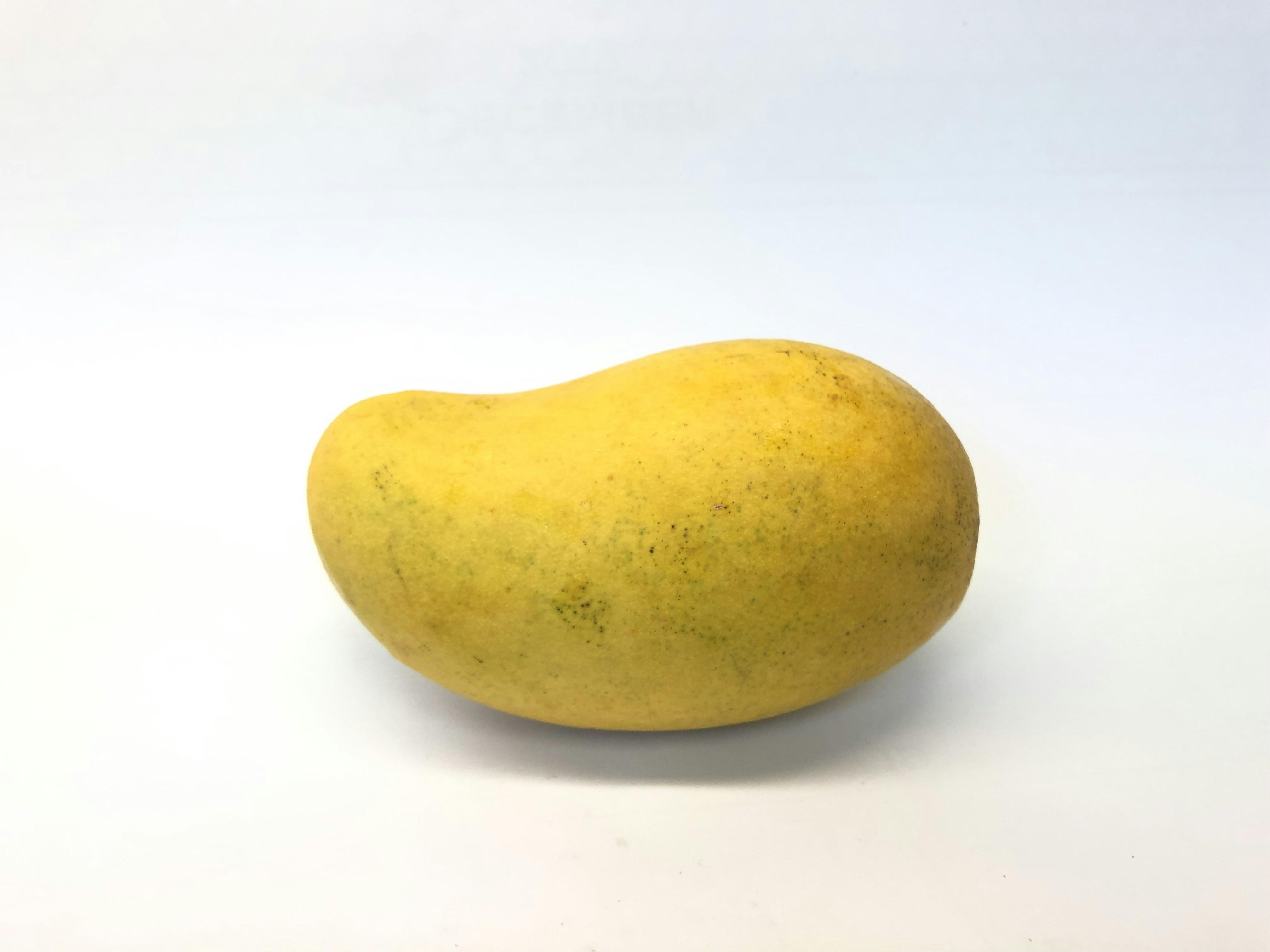 Cây Xoài Cát Hòa Lộc / Mangifera indica