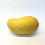 Cây Xoài Cát Hòa Lộc / Mangifera indica