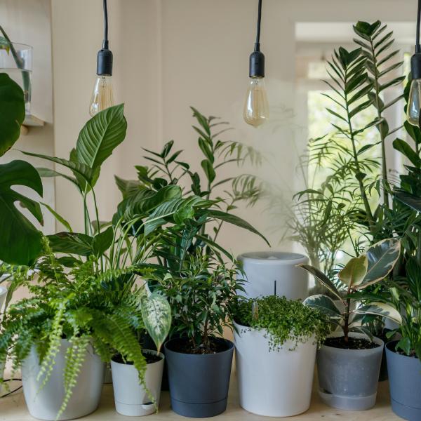 Cây Thiết Mộc Lan / Dracaena fragrans