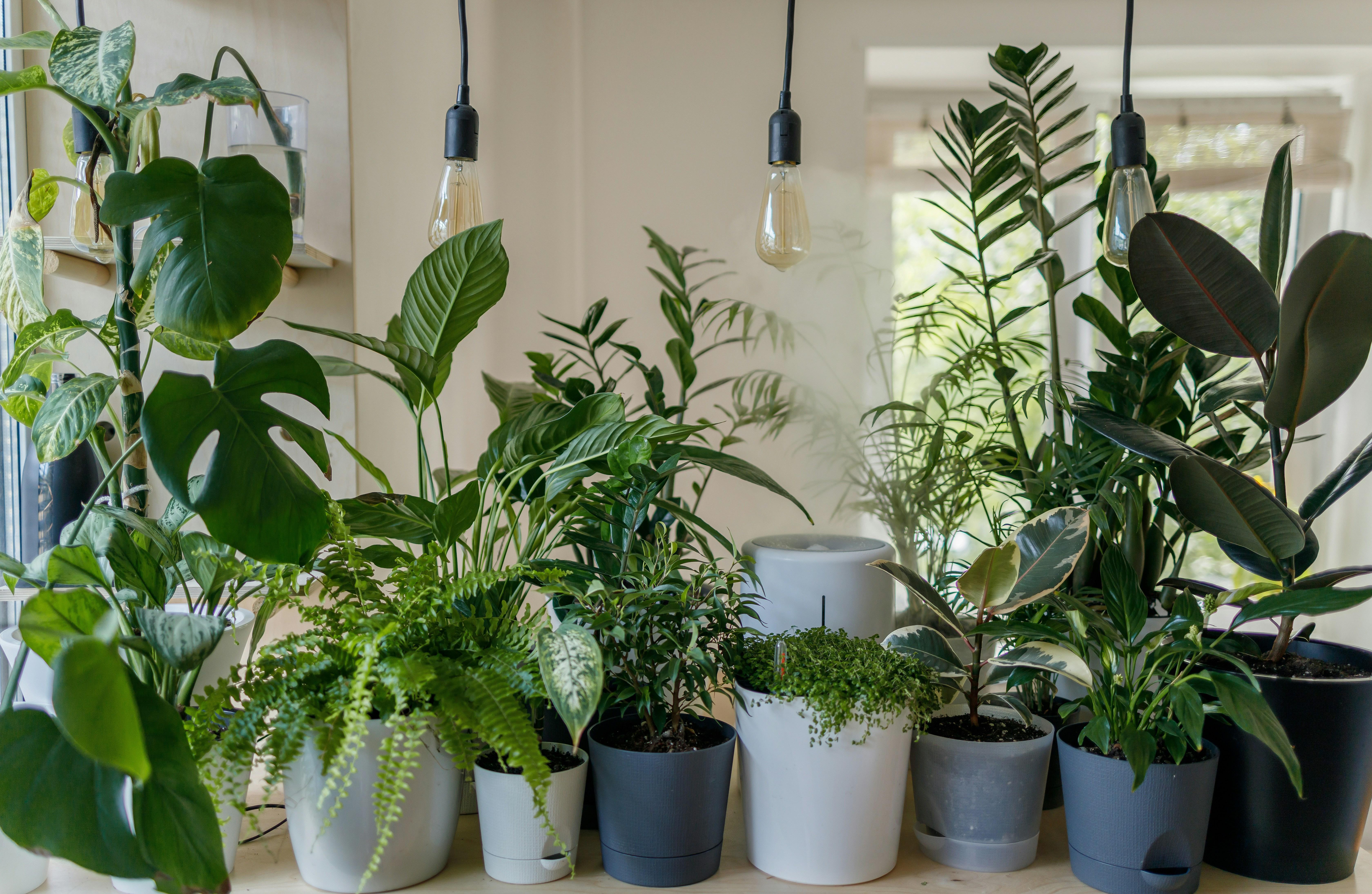 Cây Thiết Mộc Lan / Dracaena fragrans