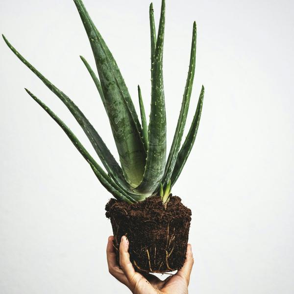 Cây Nha Đam Cảnh / Aloe vera