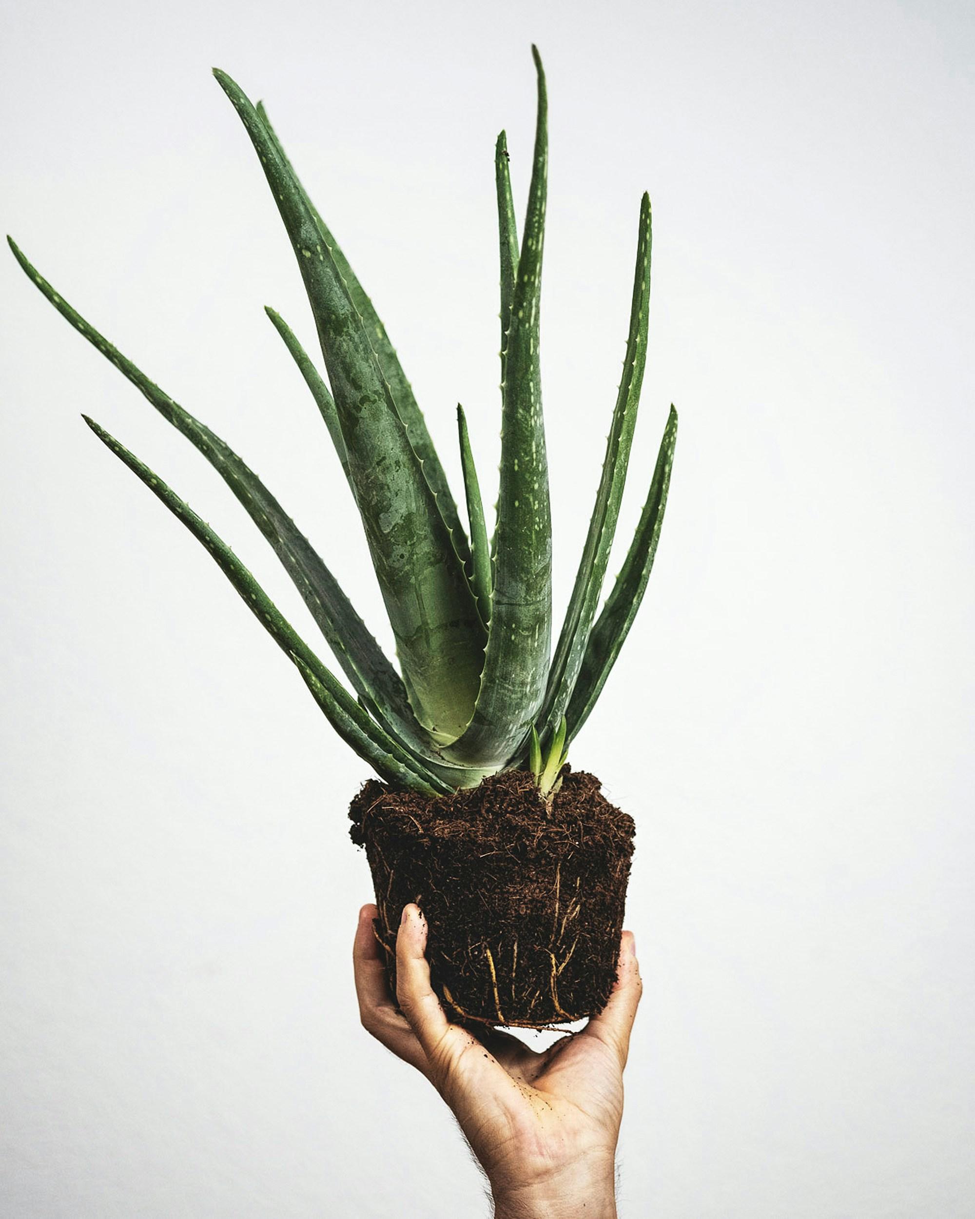 Cây Nha Đam Cảnh / Aloe vera