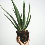 Cây Nha Đam Cảnh / Aloe vera