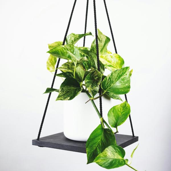 Cây Bàng Singapore / Ficus lyrata