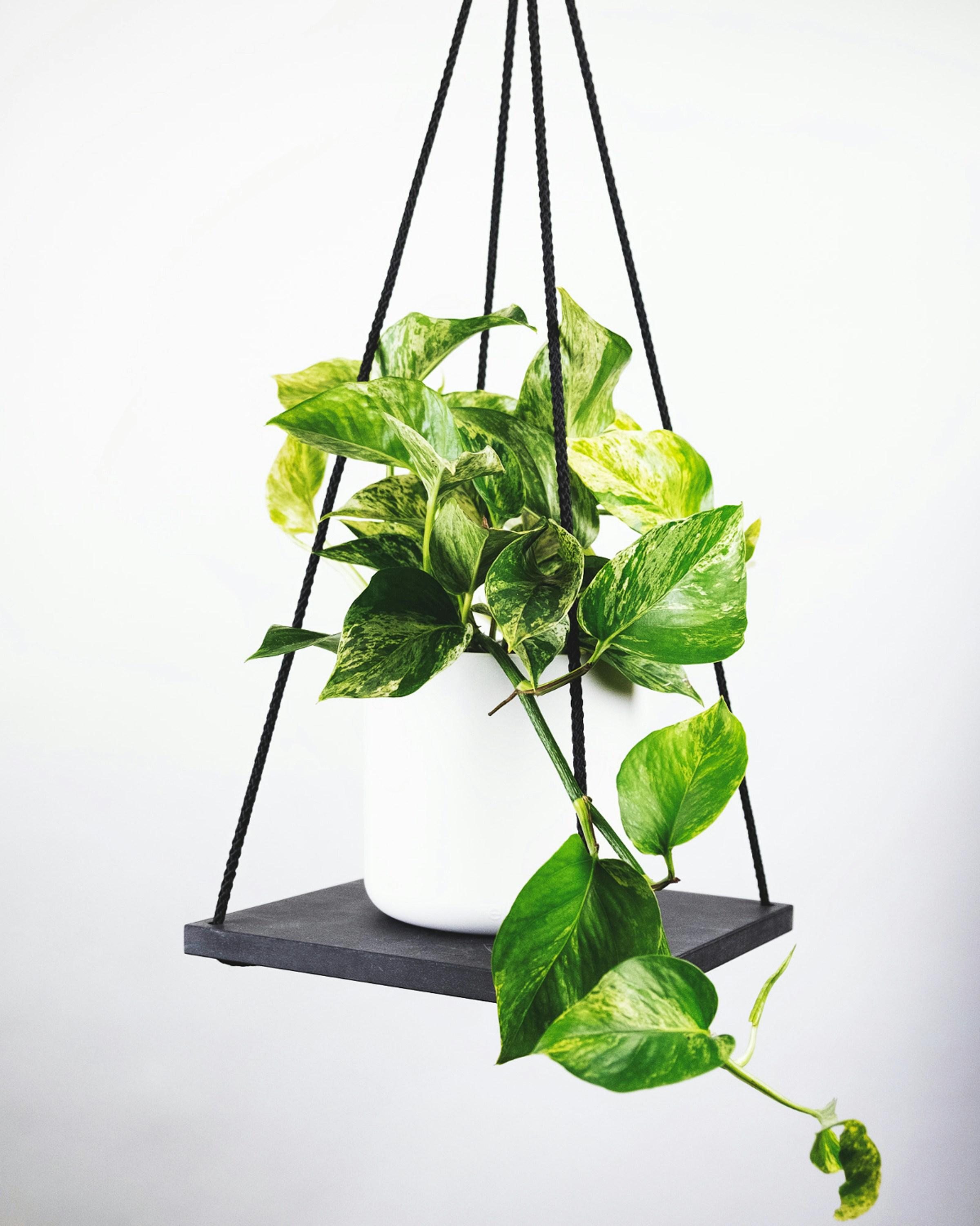 Cây Bàng Singapore / Ficus lyrata