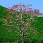 Rice (red flower)/ Bombax ceiba