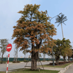 Ficus subpisocarpa